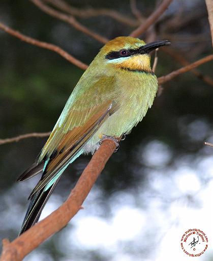 Rainbow Bee Eater 9Y209D-236.JPG